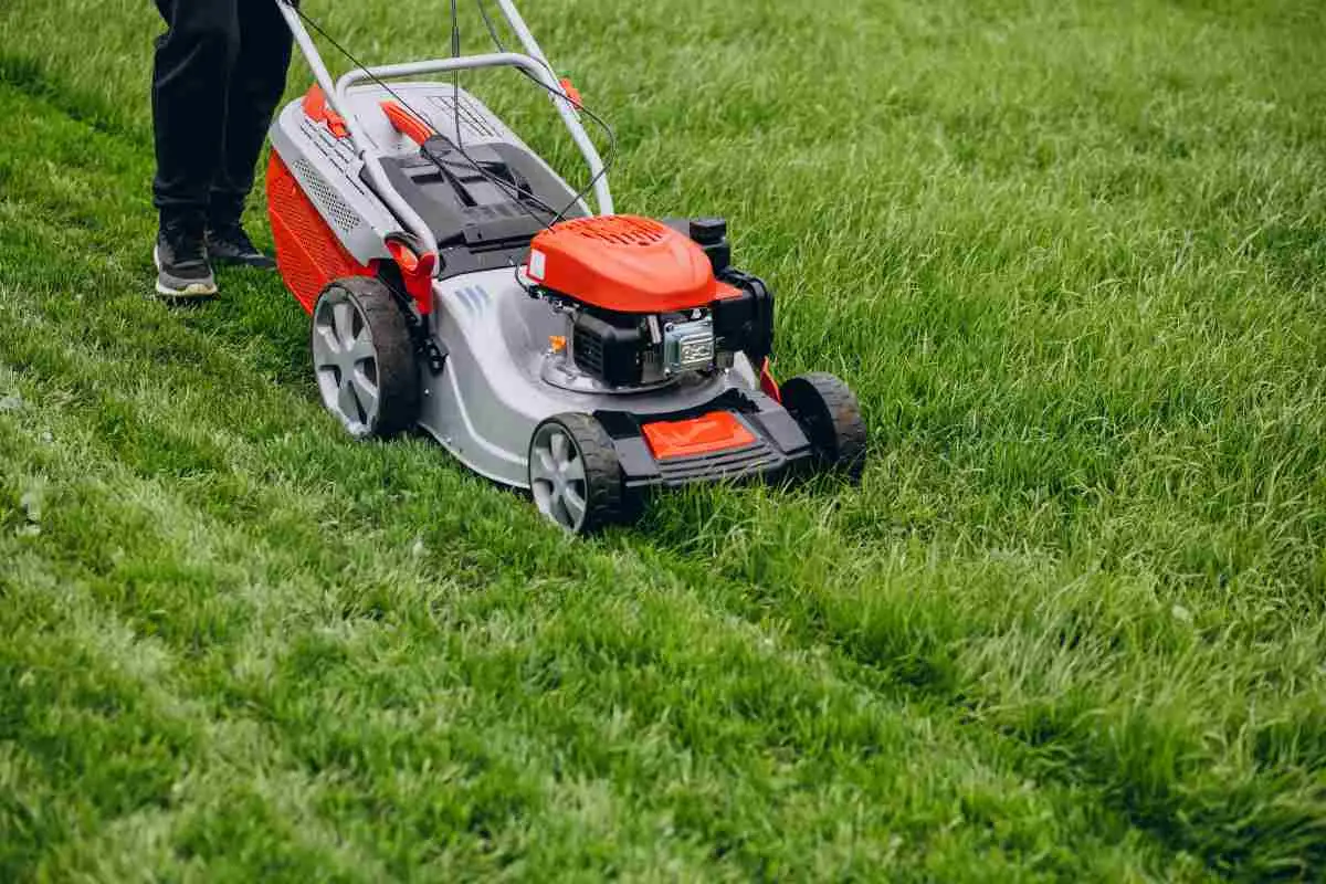 Non tagli l’erba del prato regolarmente? Ecco le conseguenze negative che stai causando al tuo giardino