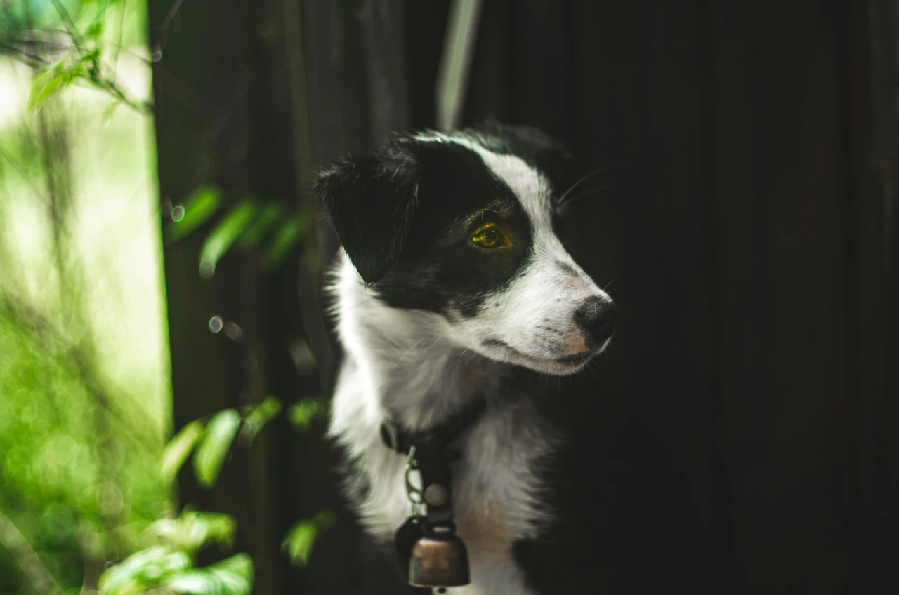 Come creare un antiparassitario naturale per cani? Ecco la ricetta fai da te