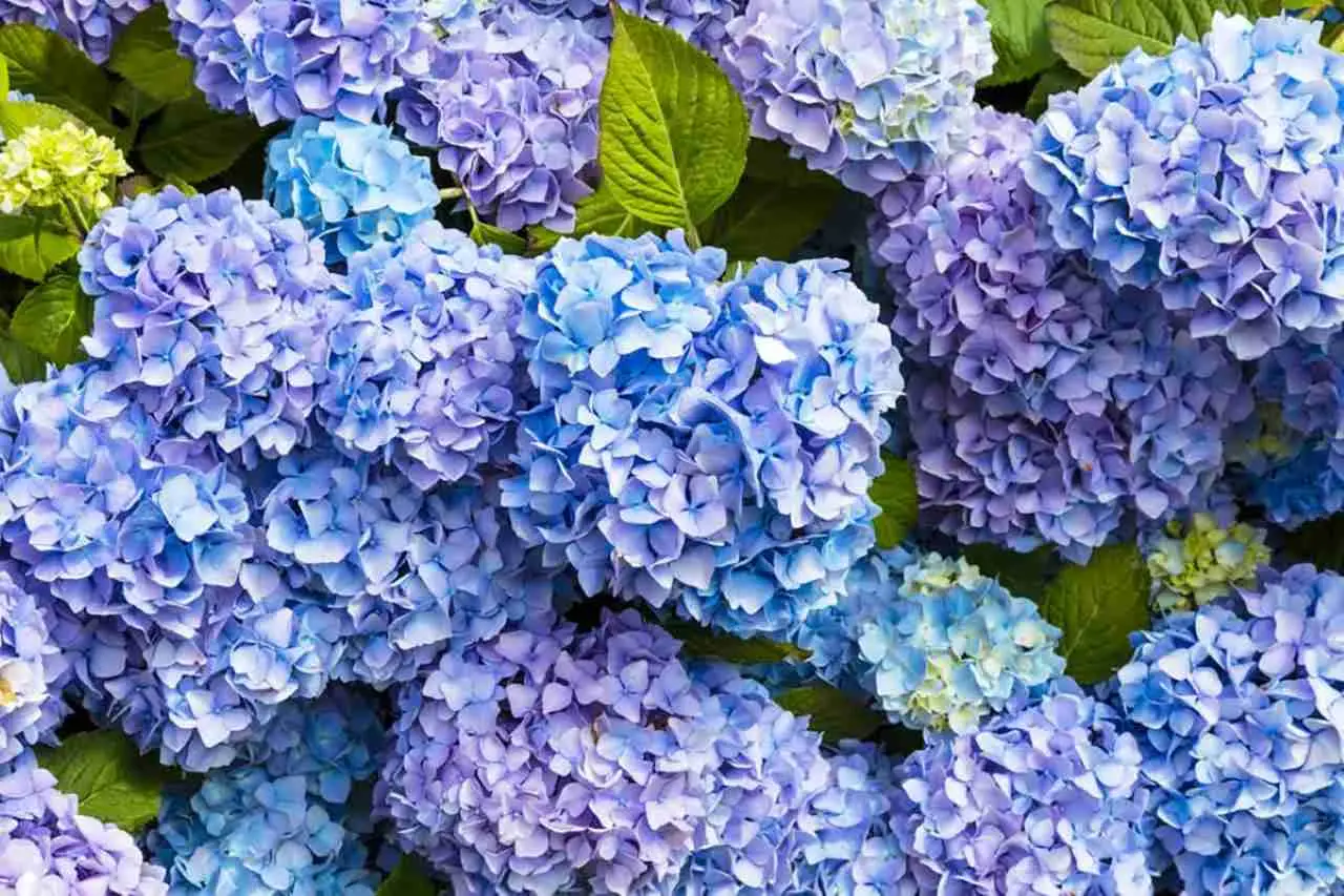 Cerchi fiori blu spettacolari per il tuo giardino? Ecco le varietà più intense che esistano