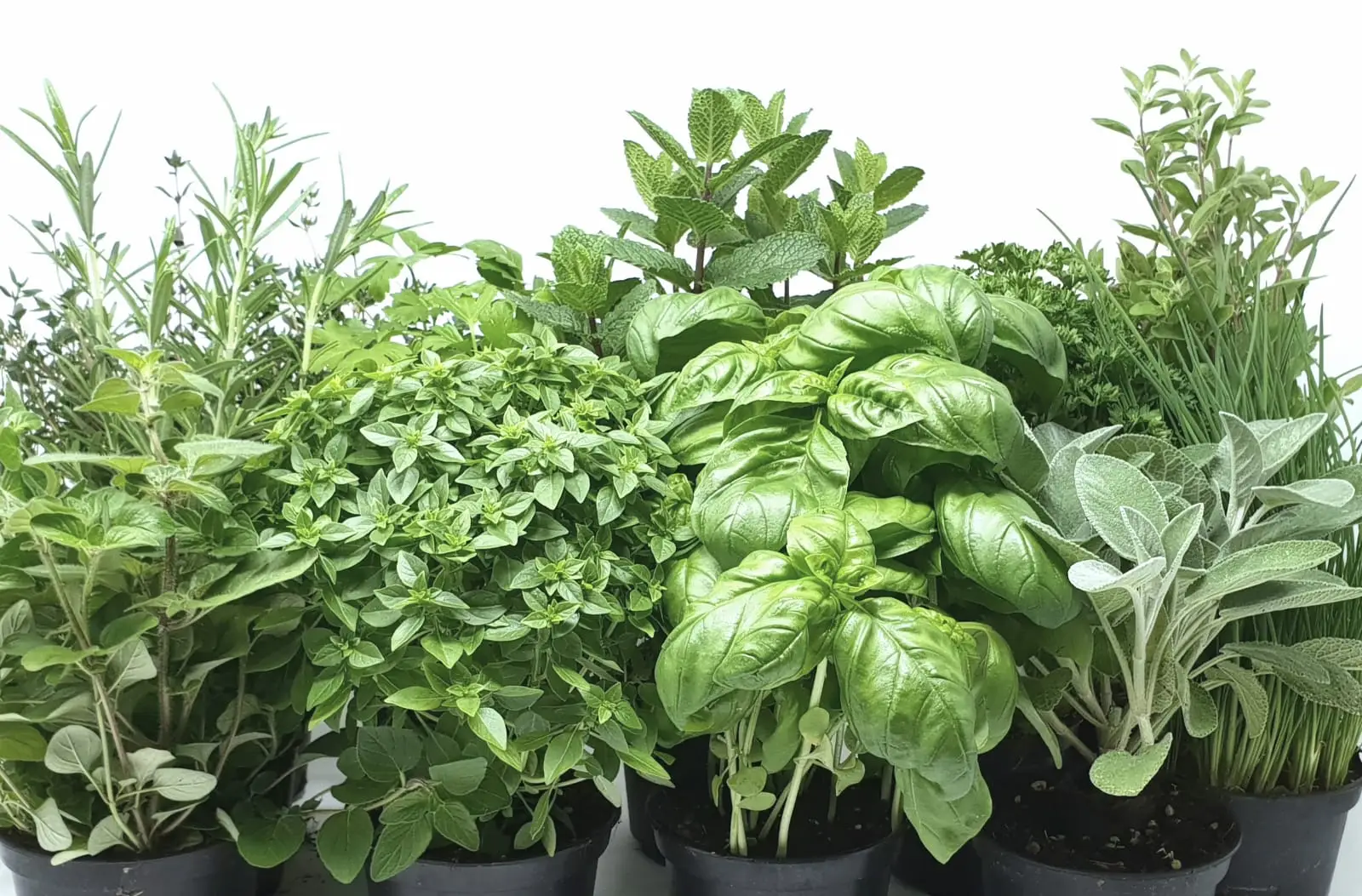 Non piantare queste erbe aromatiche ad agosto: ecco quali puoi seminare e quali no