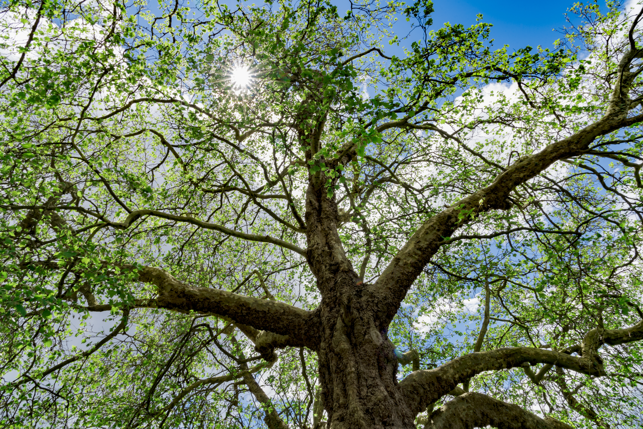 Catalpa: la pianta che cresce velocissima e fa un’ombra spettacolare in pochi anni