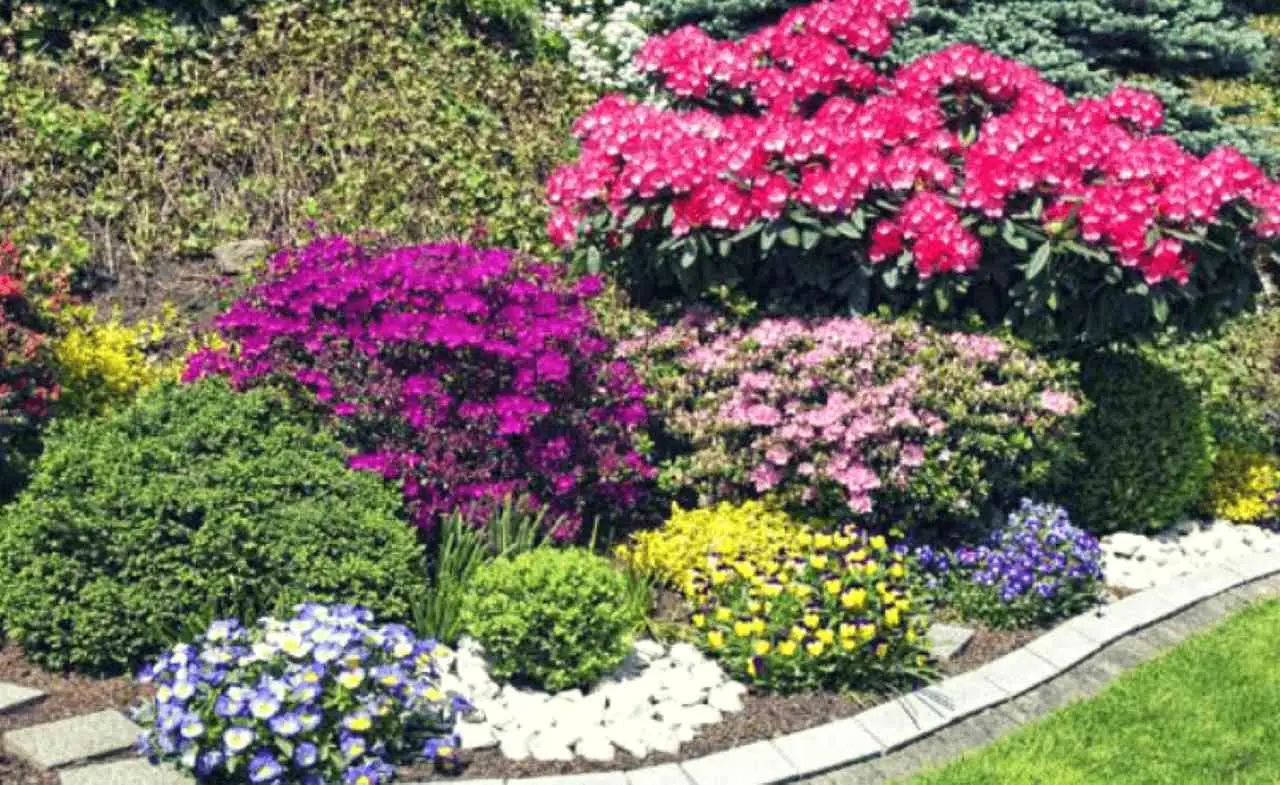 Il segreto dei giardinieri per fioriture continue