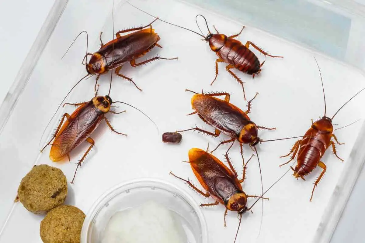Perché trovi gli scarafaggi in casa di notte: ecco cosa li attira (e come evitarlo)