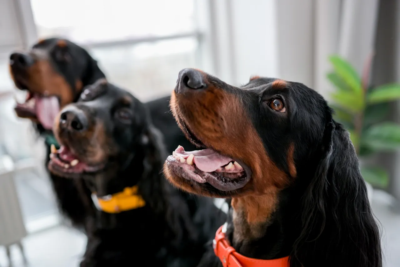 Vivi con cani o gatti? Ecco come disinfettare la casa senza rischi per la loro salute